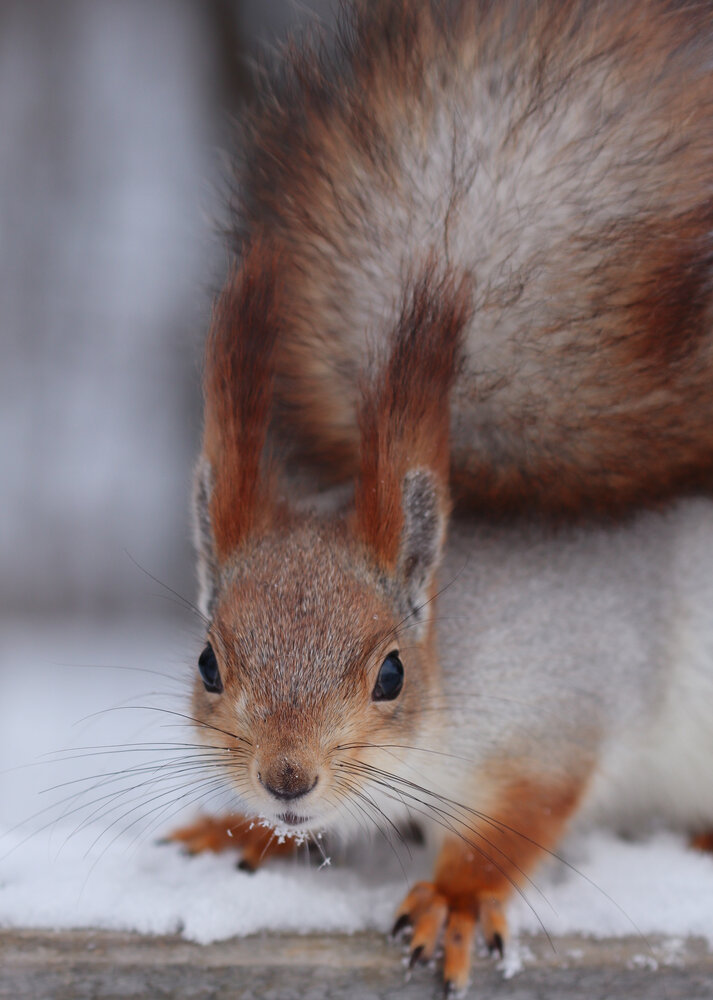 Photograph by Алла Никушкина