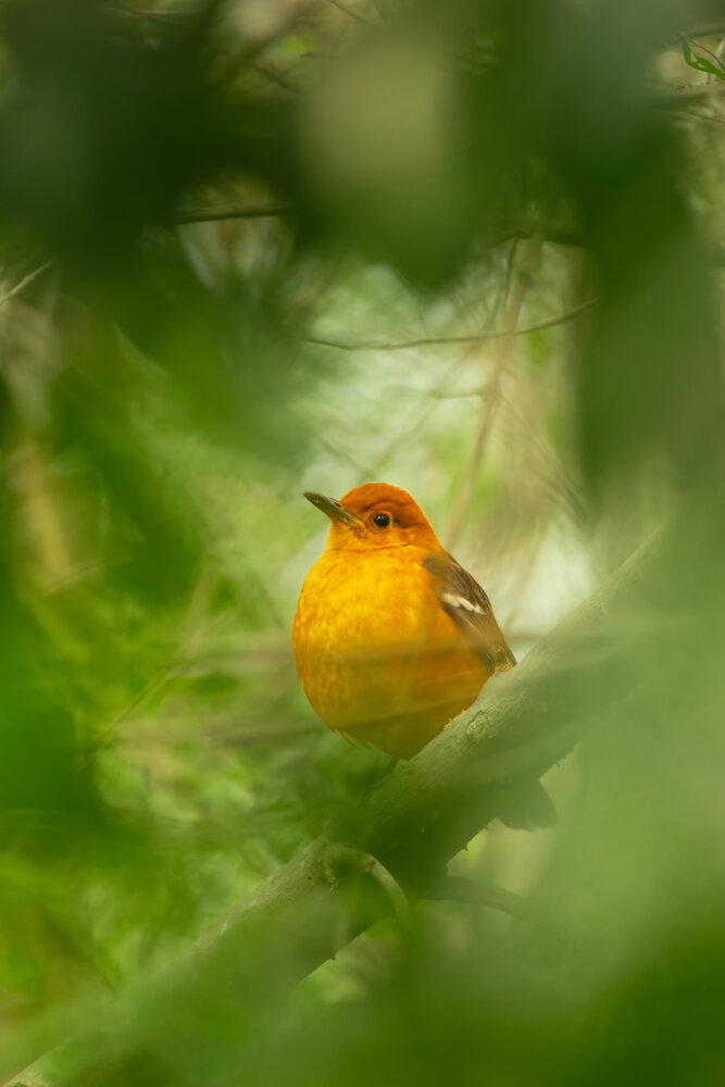 Photograph by SUHAS MANDAL
