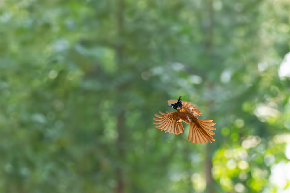 Photograph by SUHAS MANDAL