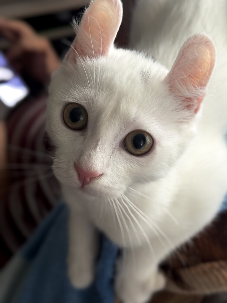 Фотография автора Мария Шарова