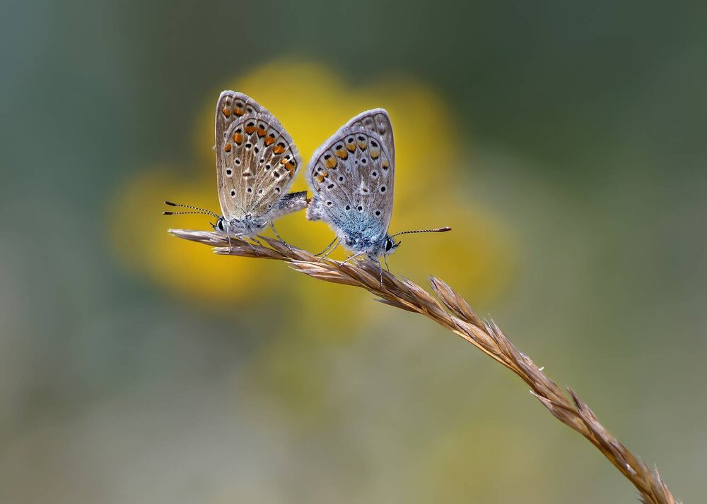 Photograph by Чепленко Алексей