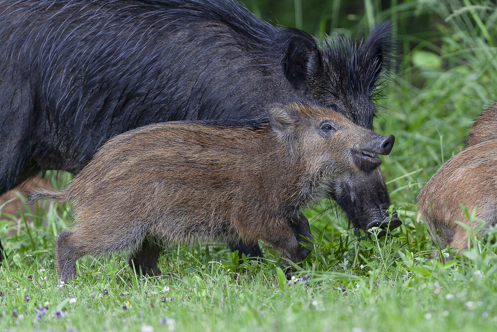 Photograph by Даниил Карпиченко