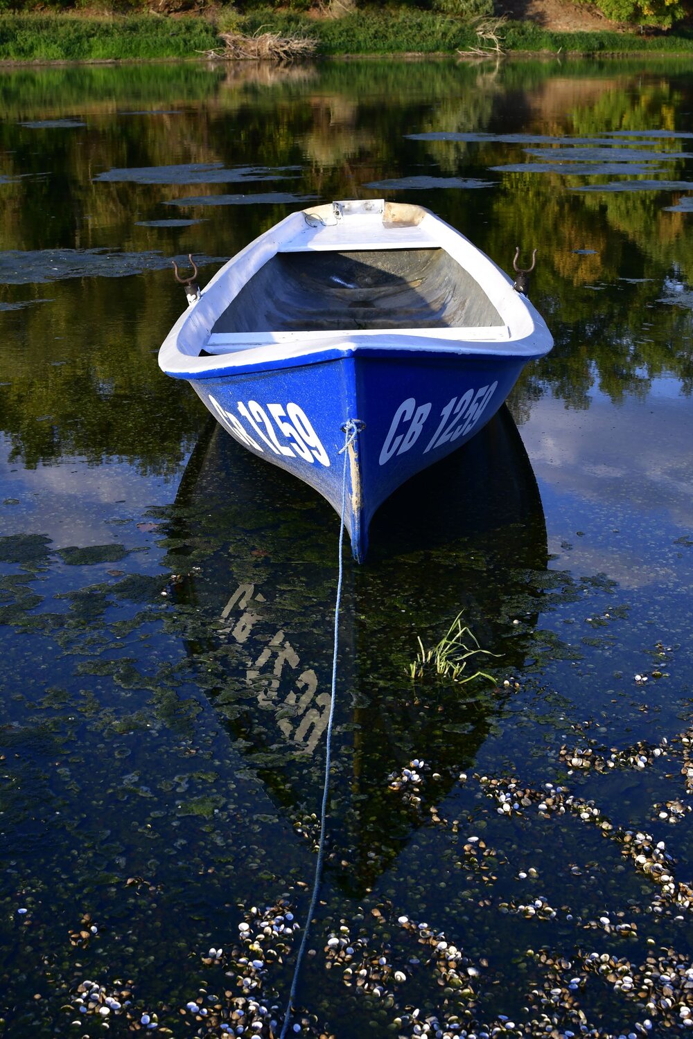 Blue reflection