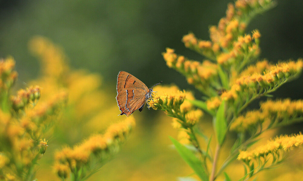 Photograph by Svetlana Gubanova