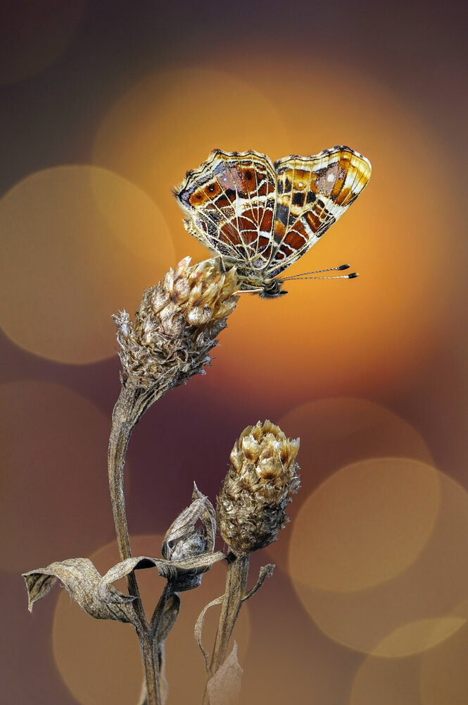 Photograph by Чепленко Алексей