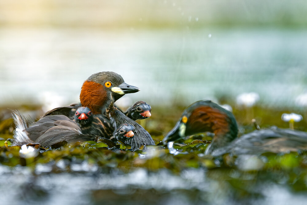 Photograph by Ravindu Attanayake