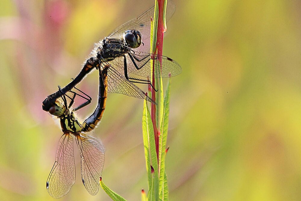 Фотография автора Александр Велигура