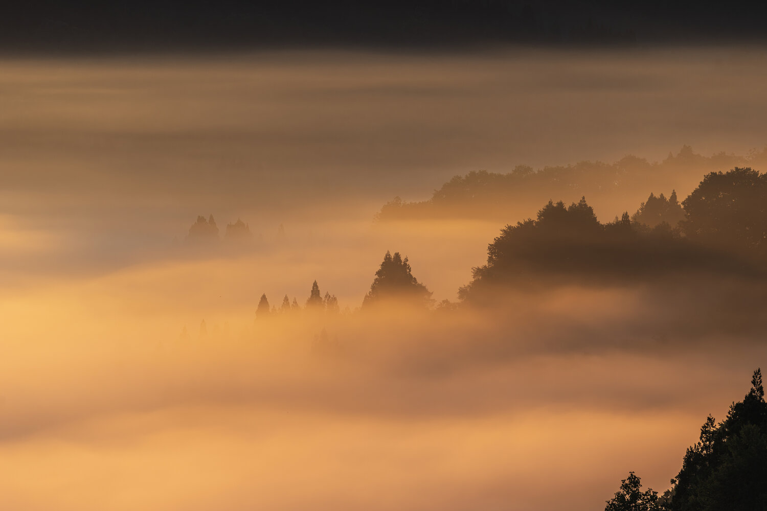 Photo #13991581