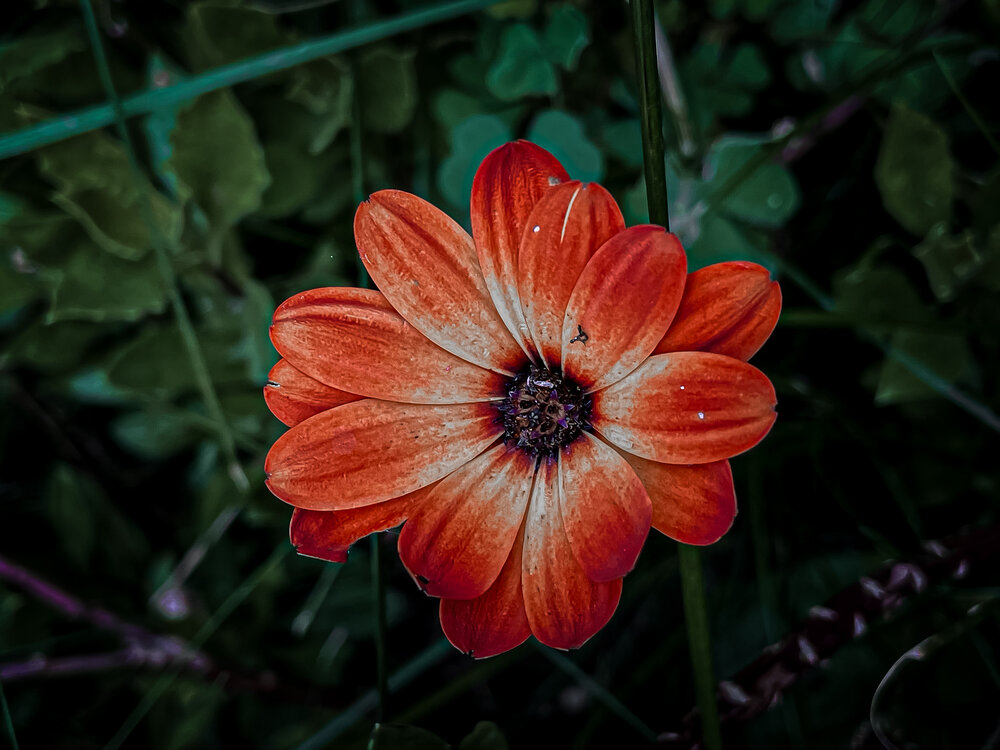 Photograph by Анна Пигулевская