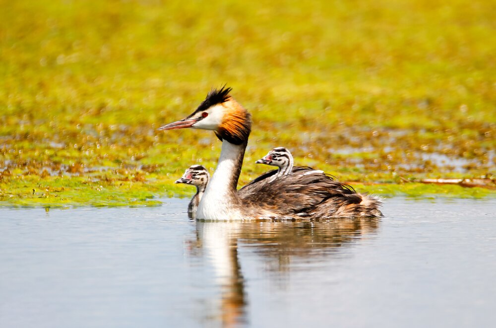 Mother\'s \"boat\" and the little passengers\"