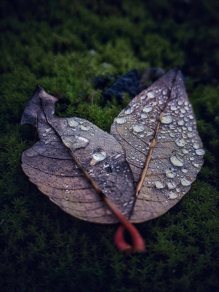 Photograph by Ольга Маклакова