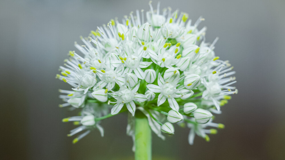 An onion inflorescence on a scape with small white flowers