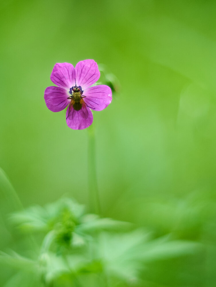 Photograph by ManuOwl Alex