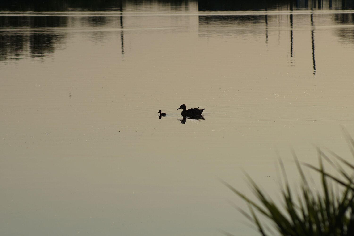 Photo #13992474