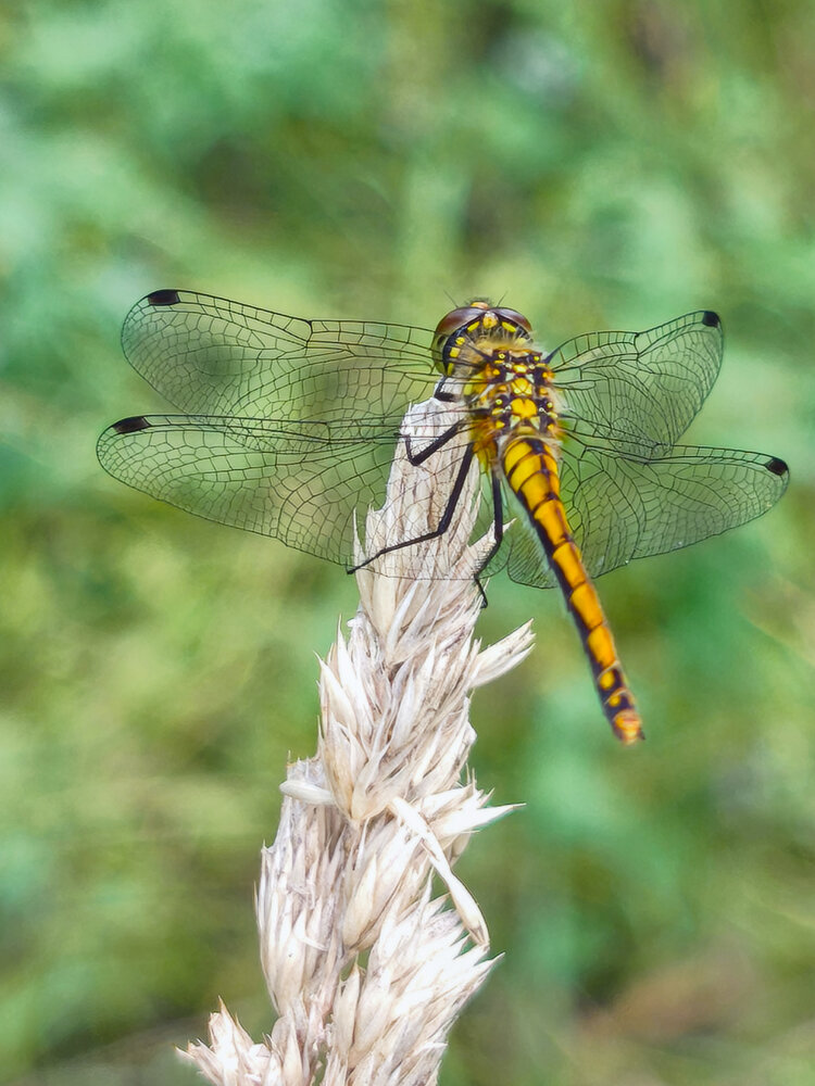 Photograph by Наталья Веселкина