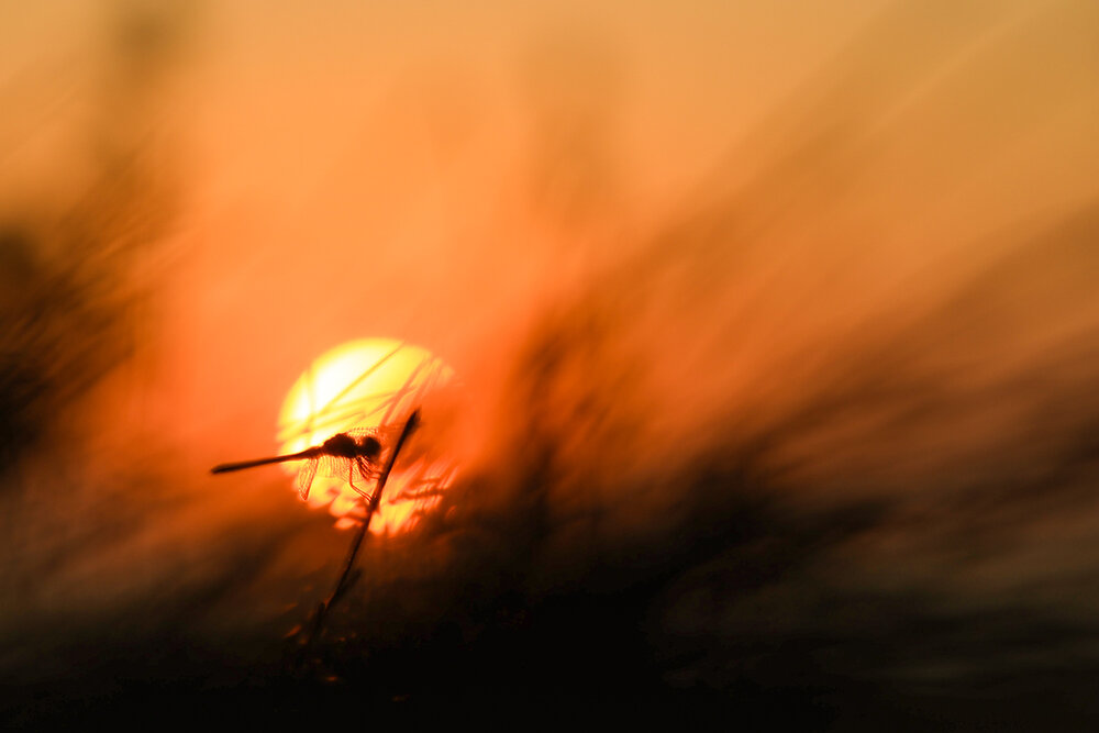 Photograph by Dhananjay Thakur