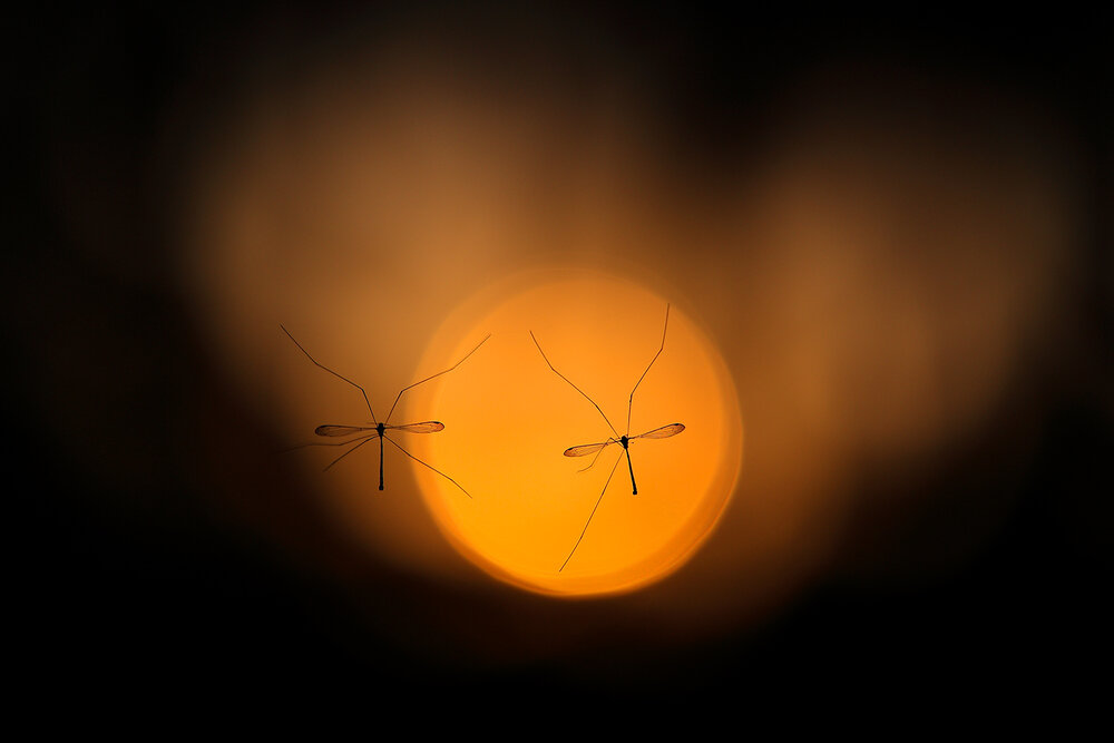 Photograph by Dhananjay Thakur