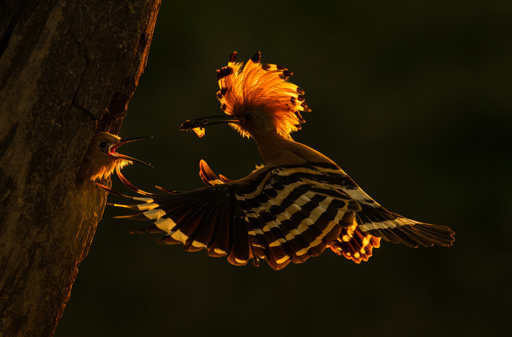 Photograph by Tímea Ambrus