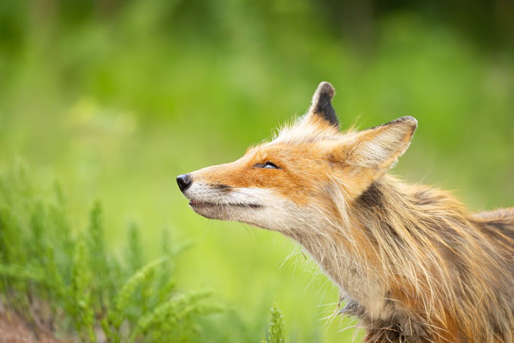 Photograph by Alexei Kriptozoy