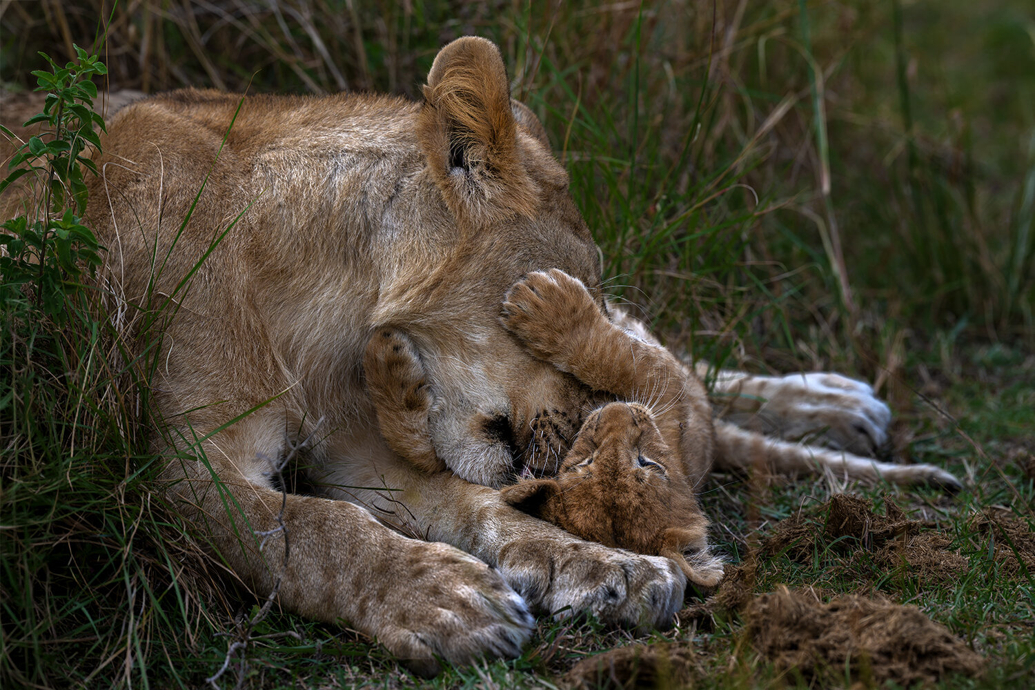 A Mother’s EmbraceIn