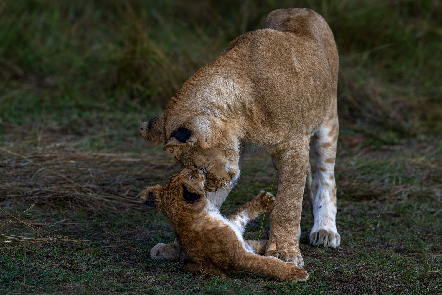 Playtime Together