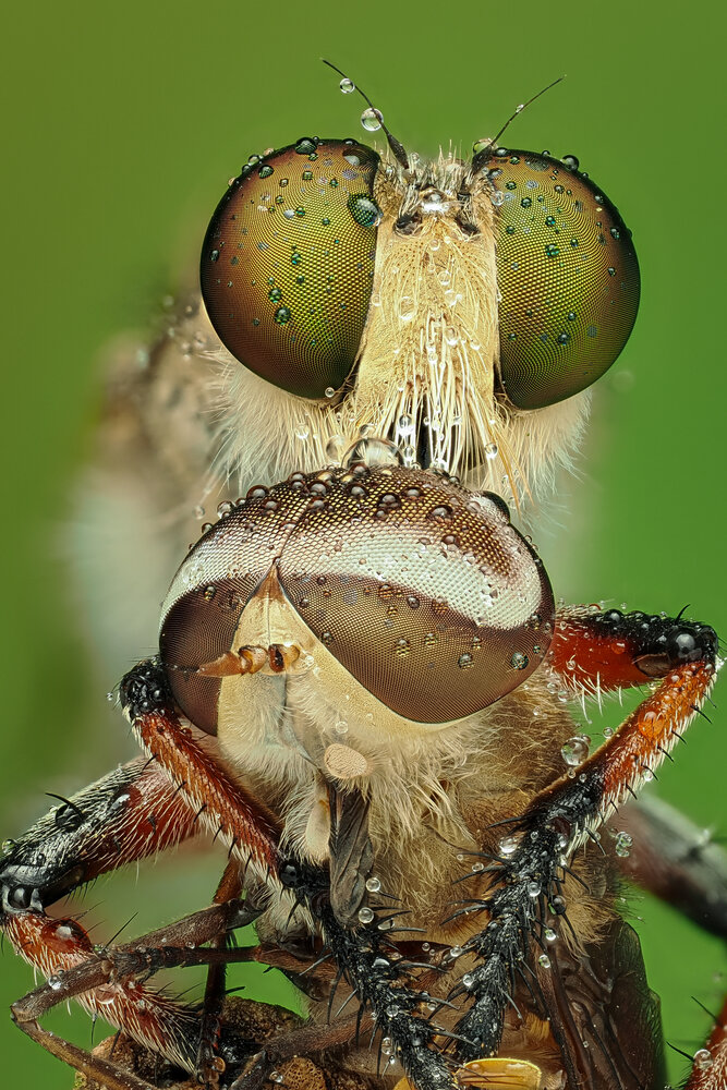 Photograph by Minh Lieng Lu