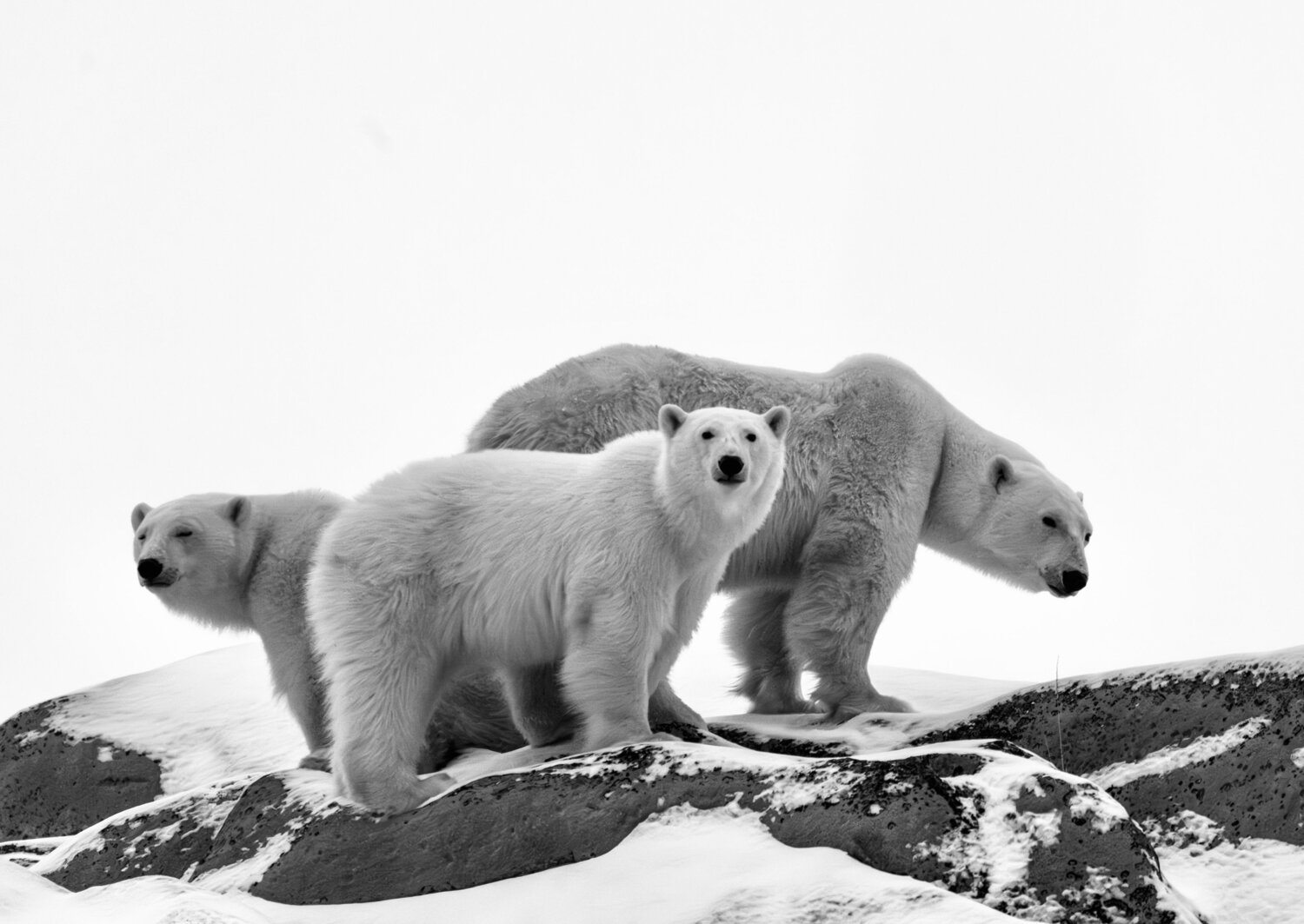 Photo #13993443