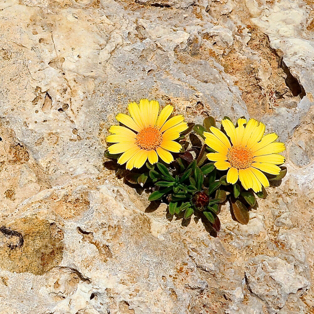 Photograph by Carmen Meló Mansanet
