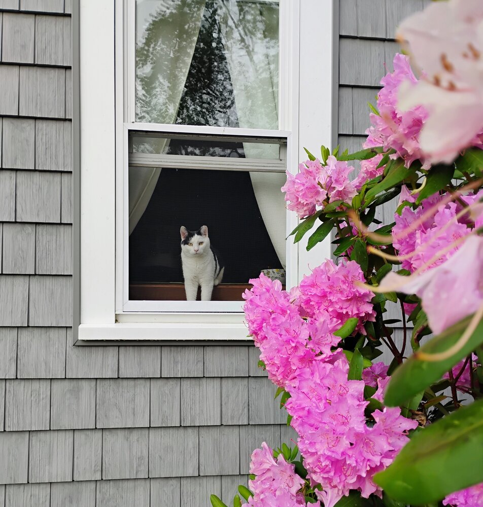 Window Watcher Among Blooms