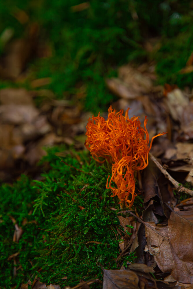 A detailed macro close up photograph showing bright orange coral fungus Ramaria growing among green forest moss and dry autumn leaves in woodland