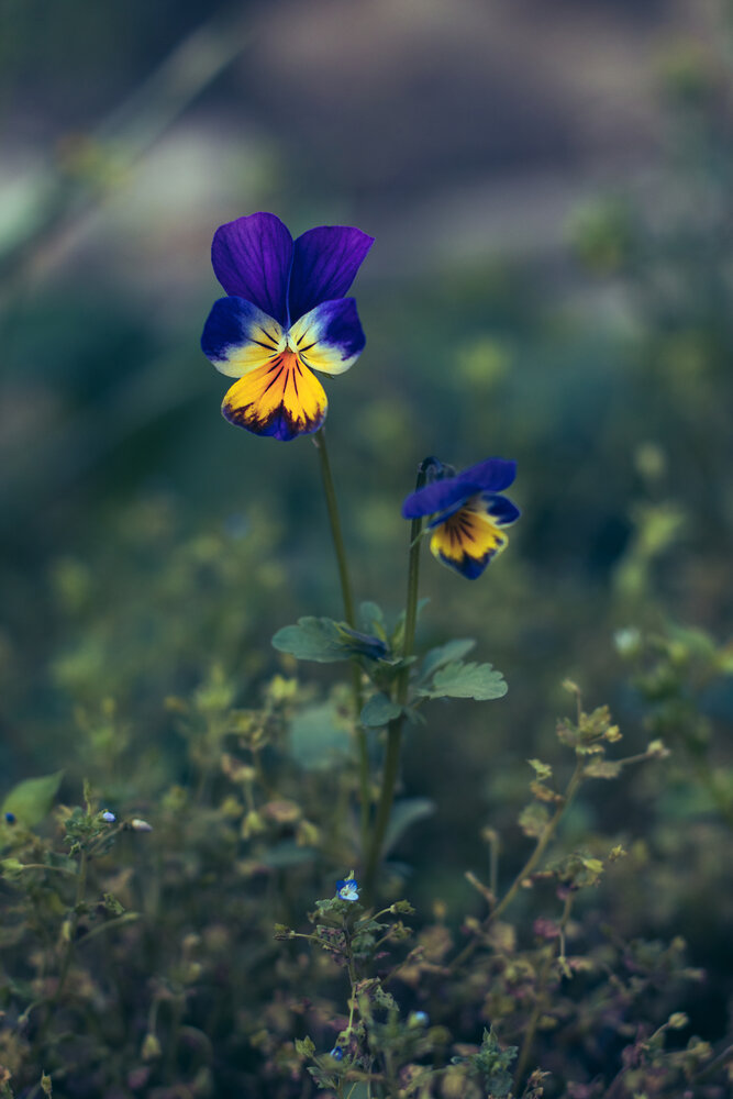 Photograph by Остапенко Алина
