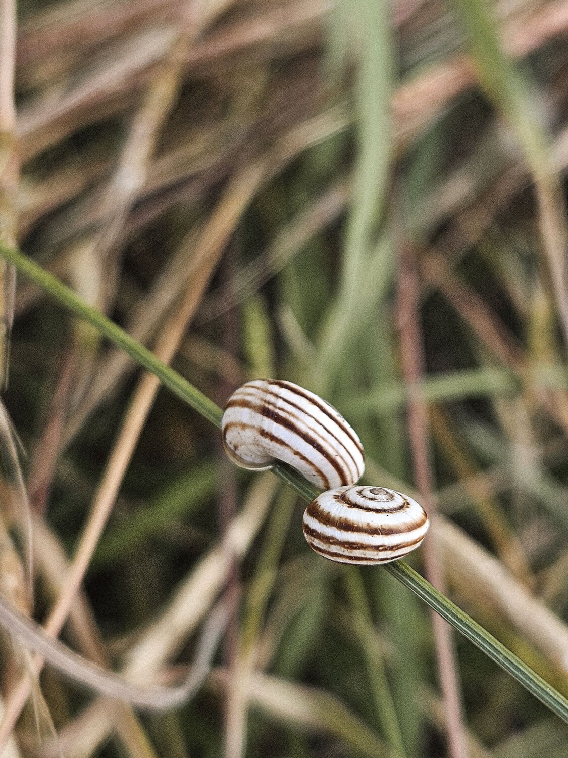 Photo #13994065