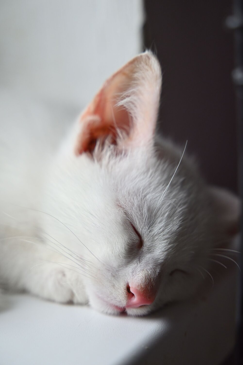 Photo #13994106