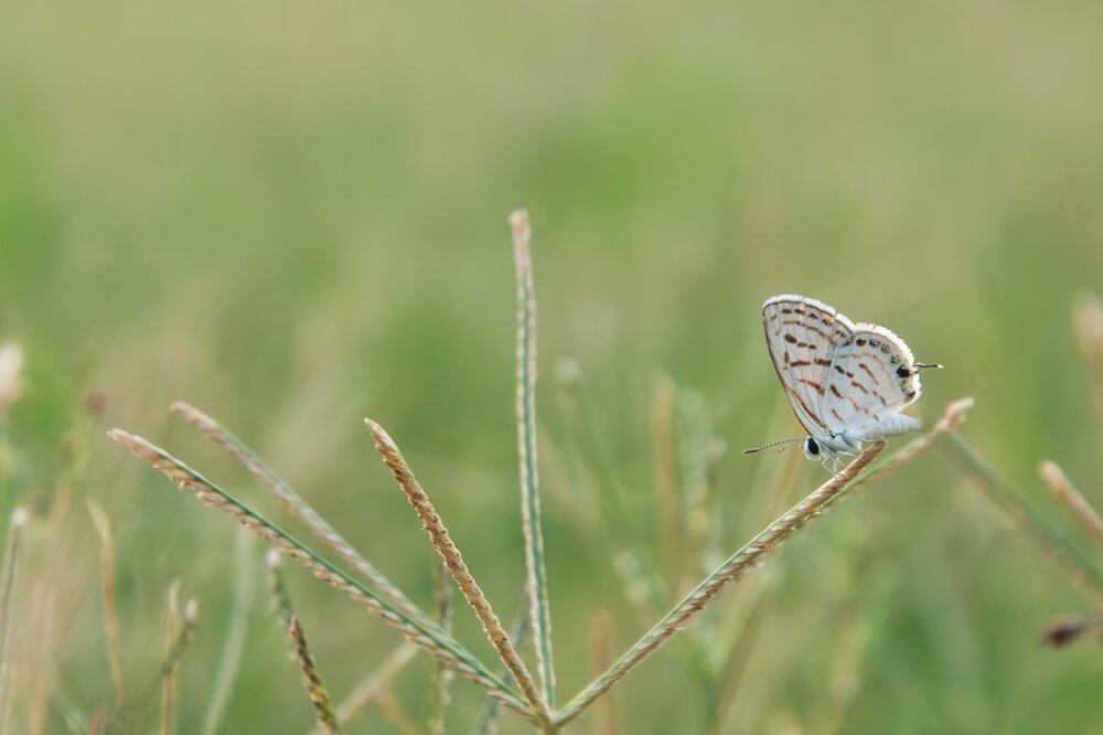 WHITE BUTTERFLY