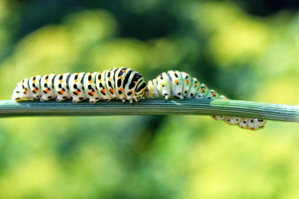 Photograph by Vitaliy Saposhnikov