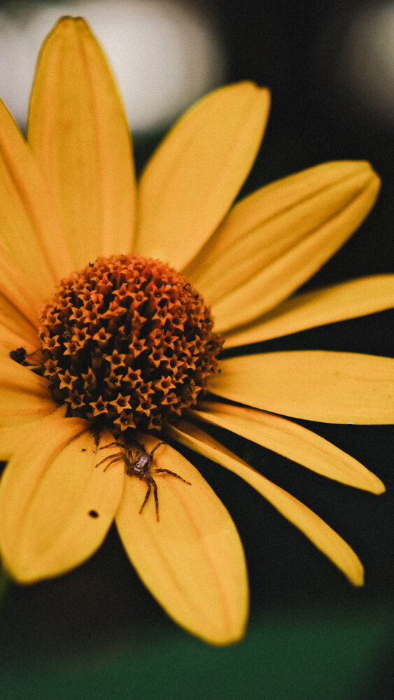Photograph by Юлия Киш