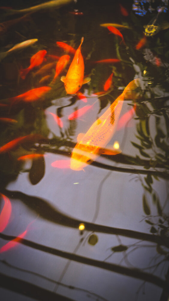 Photograph by Юлия Киш