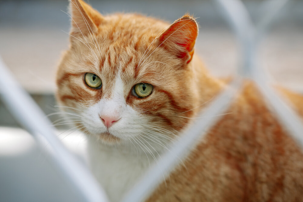 Photograph by Андрей Котенко