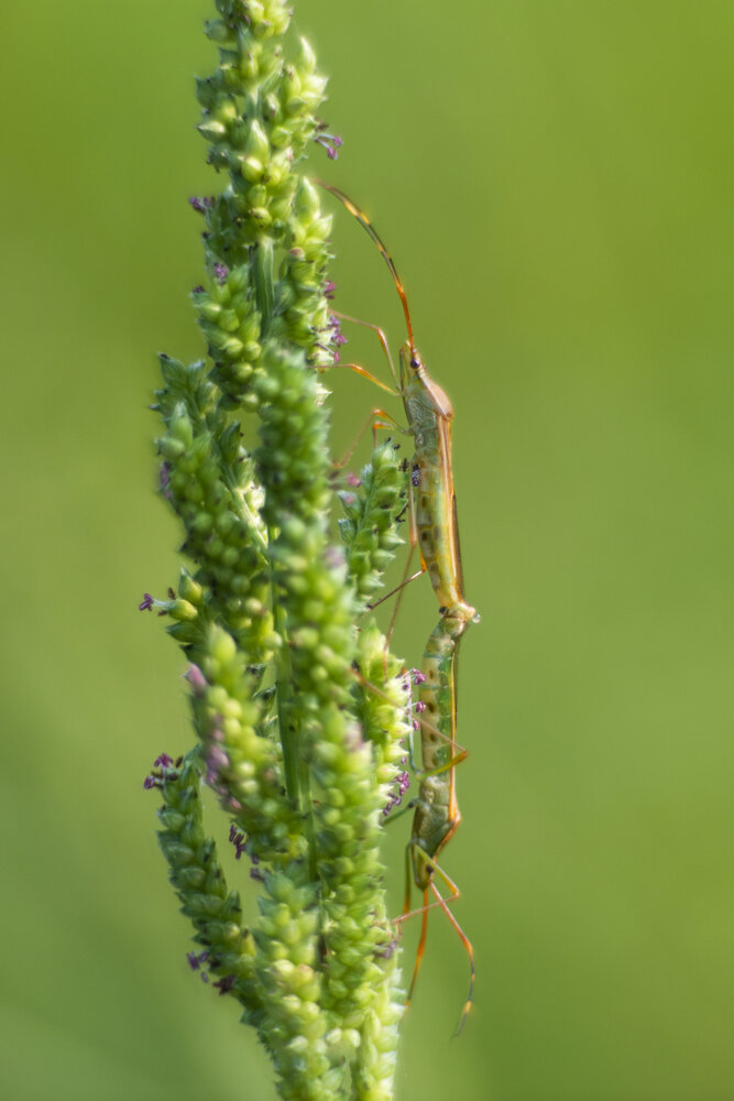Mating Pair