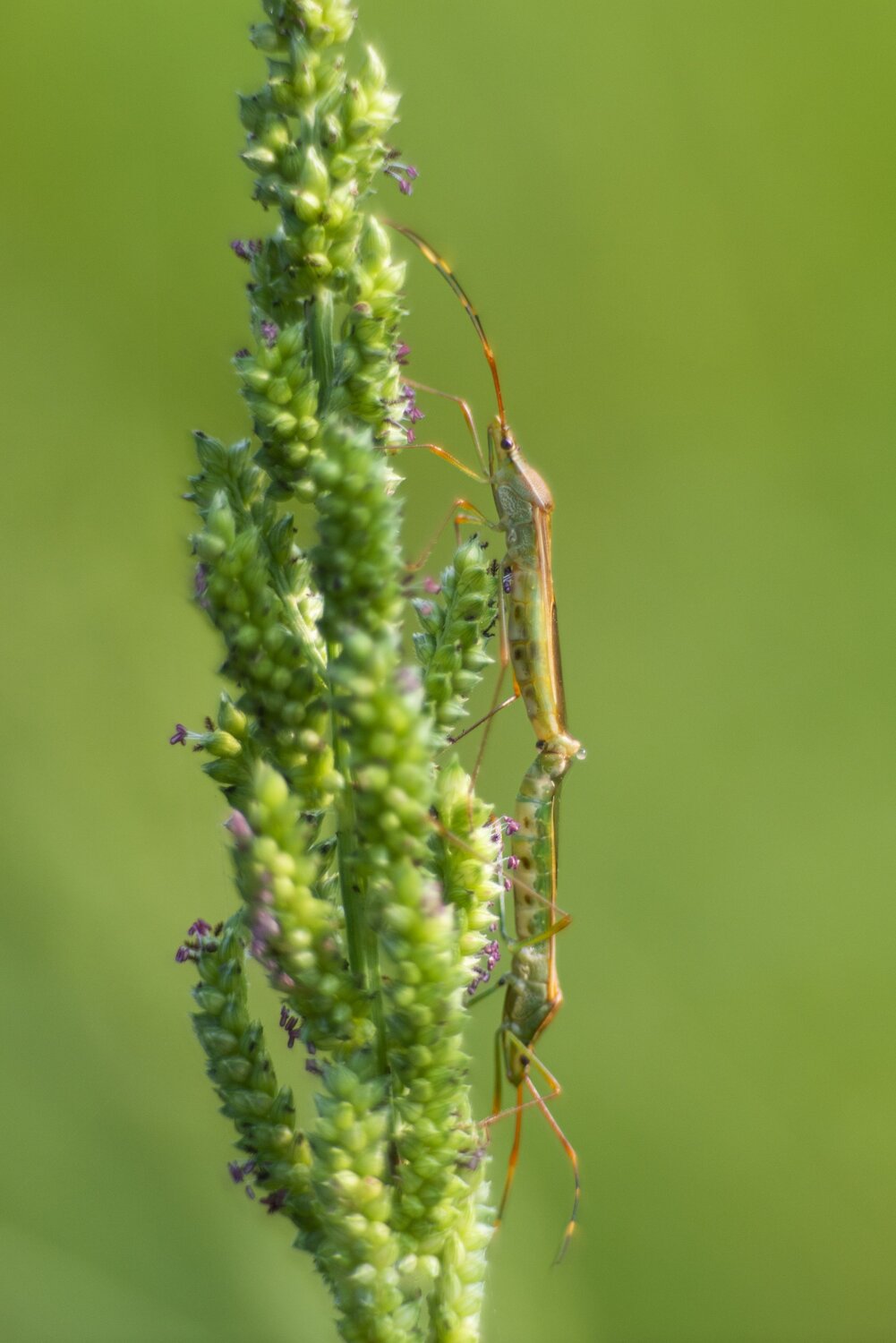 Mating Pair