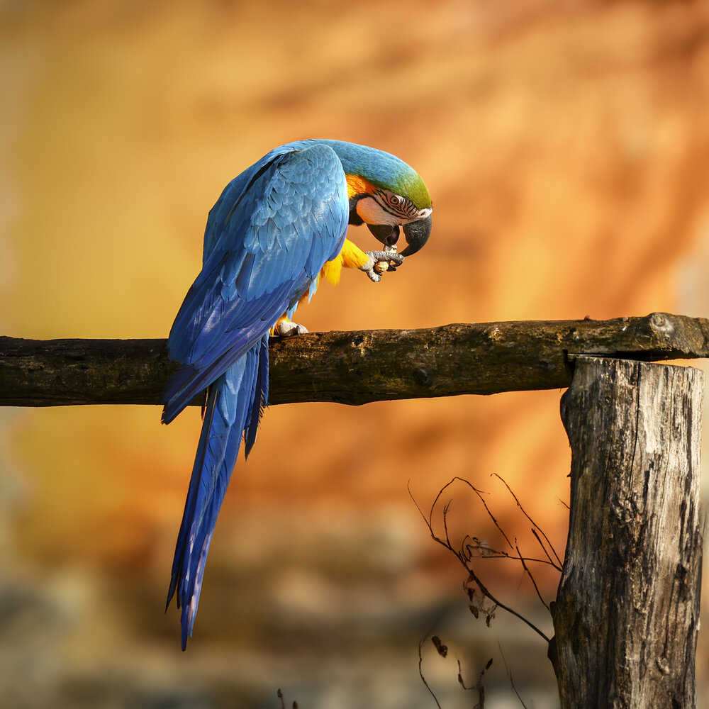 Photograph by Alessandro Grandoni