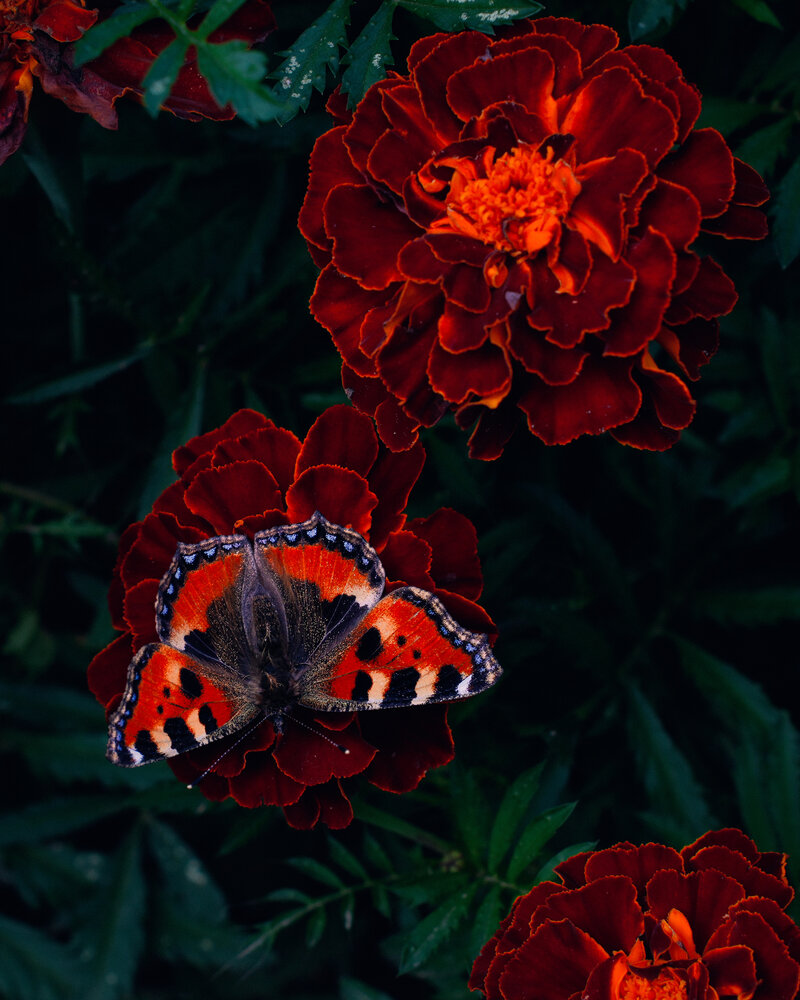 Photograph by Максим Скоробогатый