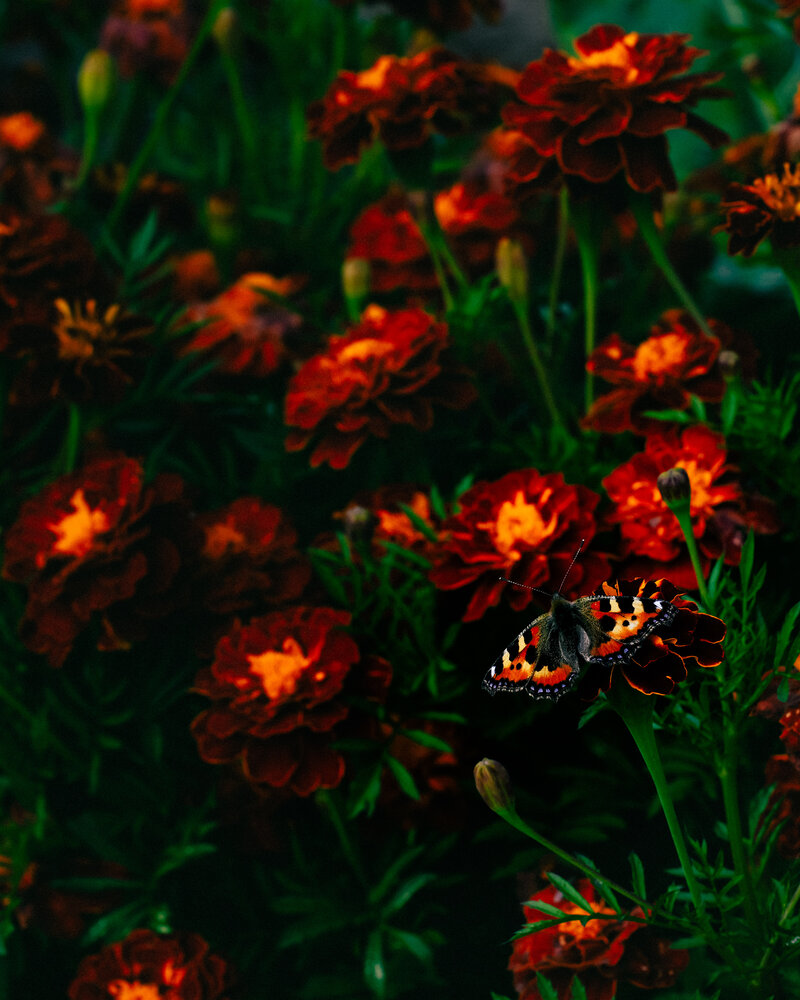 Photograph by Максим Скоробогатый