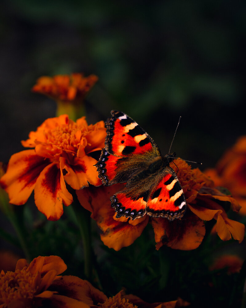 Photograph by Максим Скоробогатый