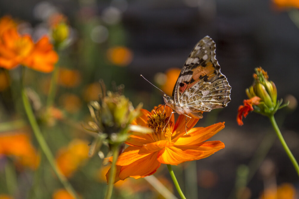 Photograph by iliya levkov