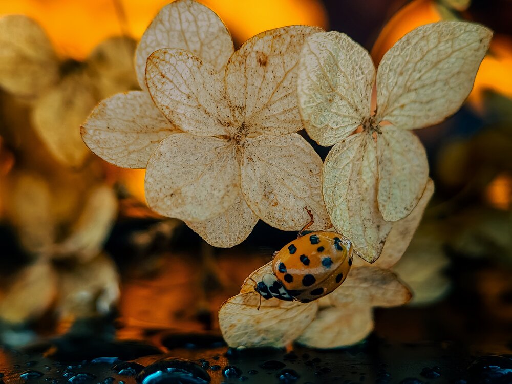 Photograph by Yuliya Karpova
