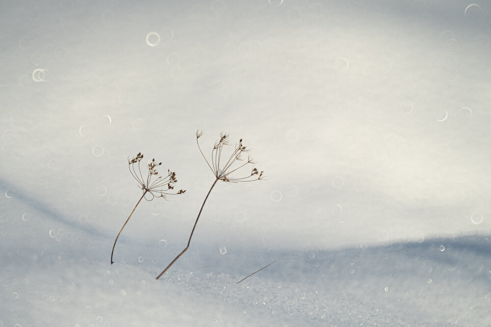 Photograph by Соварцева Ксения