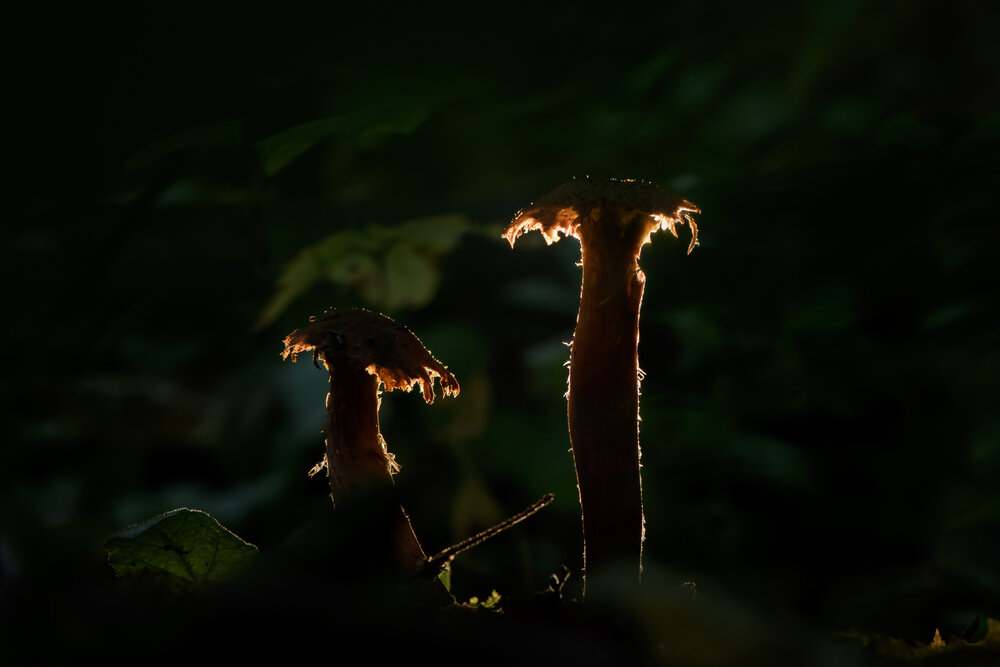 Photograph by Соварцева Ксения