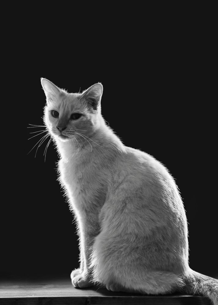 Photograph by Not Silver