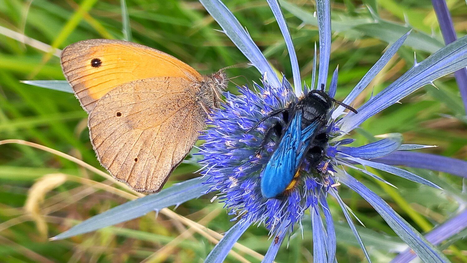 The Chromatic Symbiosis